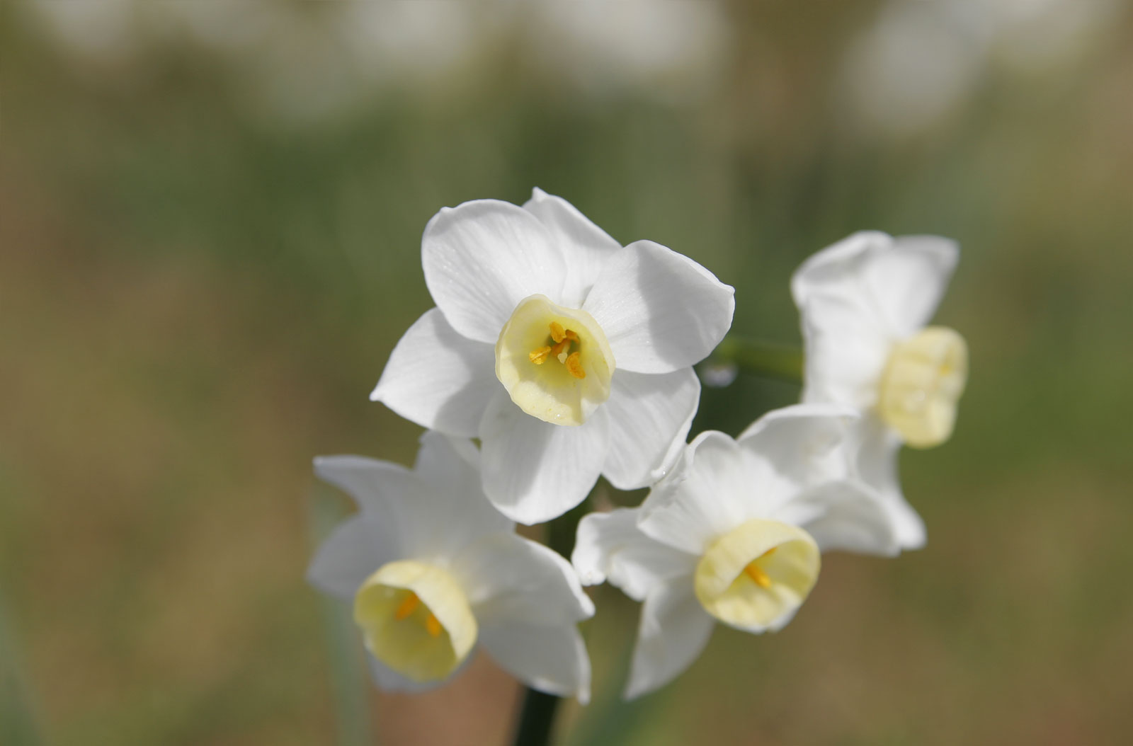 Depth of field, large aperature