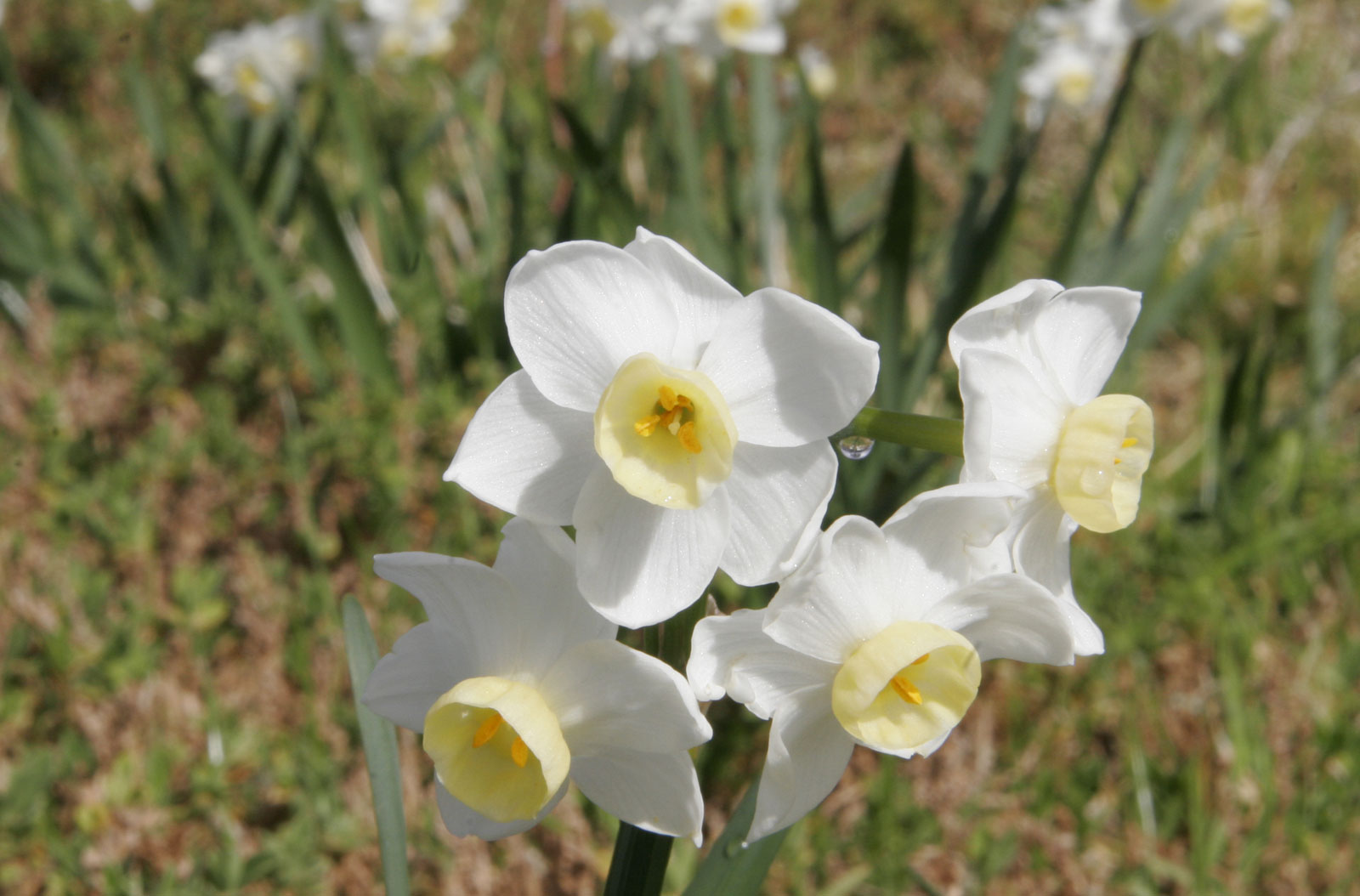 Depth of field, small aperature